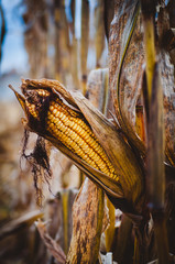 Corn