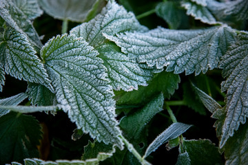 Plakat Frost on leaves and grass in the morning