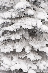 Snow covered spruce tree branches.