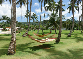 Two hammocks between palm trees on a tropical resort