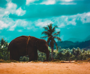 Lonely elephant in a jungle of Sri Lanka island