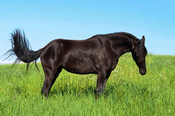 Beautiful black horse grazes on the grass against the blue sky, green pasture. Panoramic view