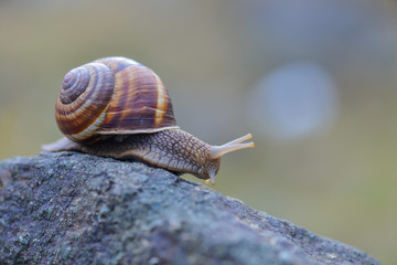 Close up snail on a stone in nature