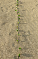 Coastal plant growing on the beach. The plant name is Sand Verbena, Abronia Maritima