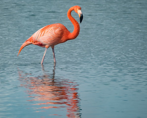 Flamingos at Jan Kok Salt pans on the Caribbean island of Curacao