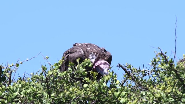 Lappet faced vultures sitting on tree top during day, Maasai Mara