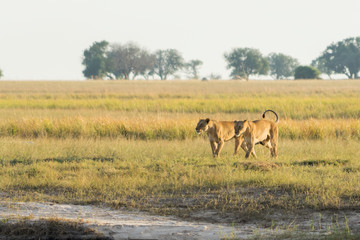 Naklejka na ściany i meble Two Lions Walk Side by Side Along An African Plain in the Light of the Setting Sun