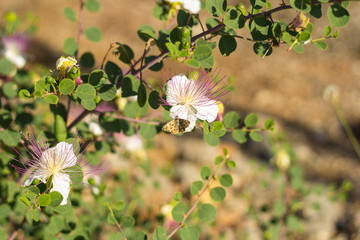 A Beautiful  caper flower, with a natural  background which brings out the wonderful colors of the pistils.