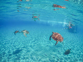 Naklejka na ściany i meble Swimming with Turtles on the Caribbean Island of Curacao