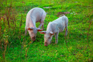 two dirty funny pigs on green meadow 