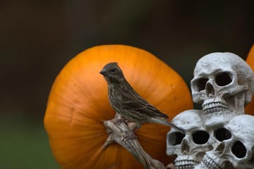 Female Purple Finch on a Halloween display