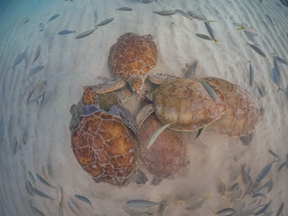 Swimming with Turtles on the Caribbean Island of Curacao