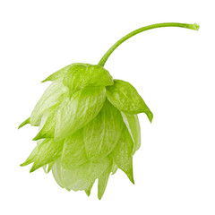green hop, isolated on white background, clipping path, full depth of field