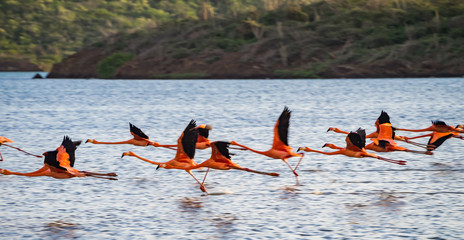 Flamingos at Jan Kok Salt Pan on the Caribbean Island of Curacao