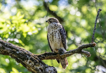 Immature red tailed hawk