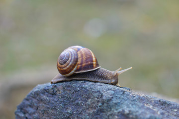 Close up snail on a stone in nature