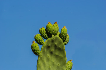 Green prickly pears cactus fruits