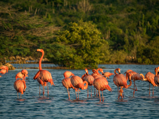 Flamingos at Jan Kok Salt Pan on the Caribbean Island of Curacao
