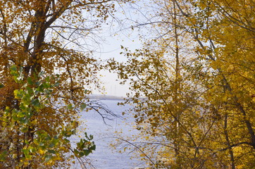 Autumn. Trees with yellow foliage on the banks of the Volga river