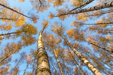 Fototapeta premium Autumn trees in forest against blue sky, bottom up