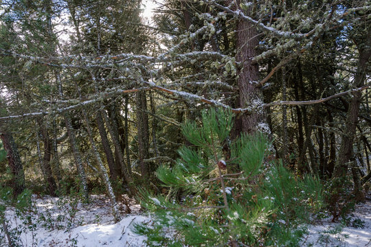 Fototapeta small fir on snowy pine forest background