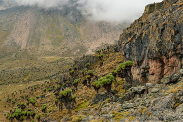 High altitude moorland and giant groundsels at Mount Kenya