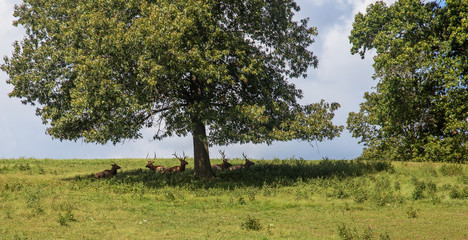 Male Deer under a tree