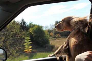 Car and cocker spaniel.