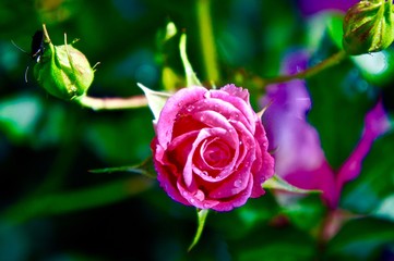 Fly on a Flower