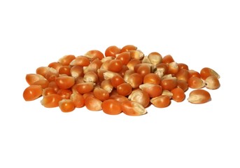 Golden corn pile isolated on white background.