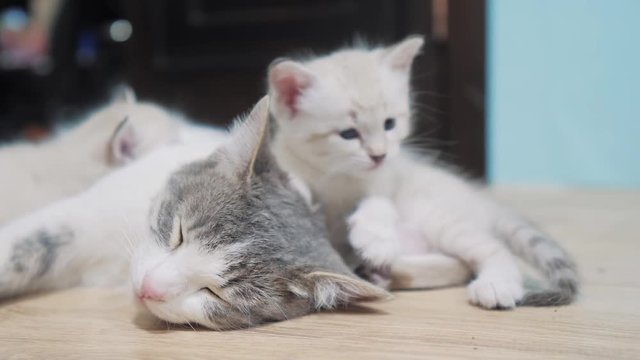 little cute kitten sleeping next to cat mom. cat family care love friendship and understanding. cute pets funny video. little white cute kitten and adult cat pet concept lifestyle