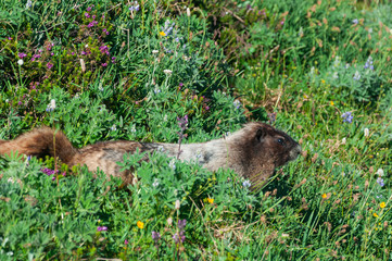 Marmot moving forward