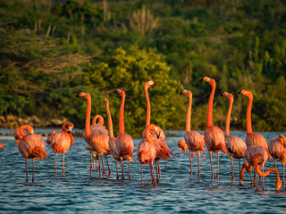 Obraz premium Flamingos at Jan Kok Salt Pan on the Caribbean Island of Curacao