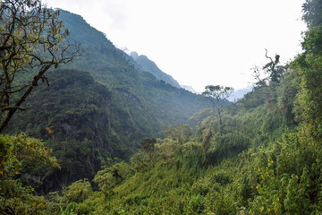Fototapeta na wymiar Exploring the dense rain forest of Rwenzori Mountains National Park, Uganda