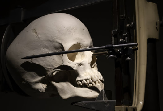 Medical skull for studies