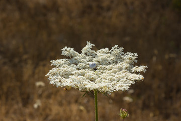 Wild Queen Anne's lace flower against a blurred foliage background..