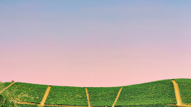 Langhe hills in summer with blue sky, vineyards in Barolo area (Serralunga d'Alba, Piedmont, Italy)