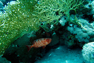 Blochs Grossaugenbarsch (Priacanthus blochii)
