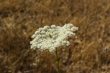 Wild Queen Anne's lace flower against a blurred foliage background..