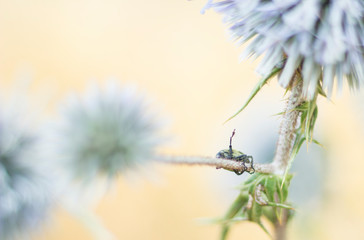 A weevil on echinopd plant.