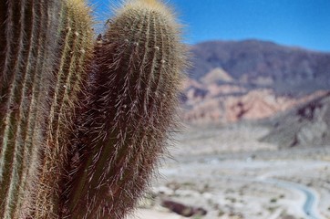 Cactus, Tilcara, Argentina