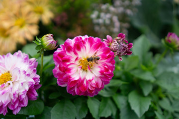 Obraz premium Close up of a bee in mid-air next to a red garden rose