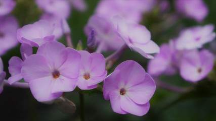 Pink Phlox