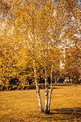 birch in the park