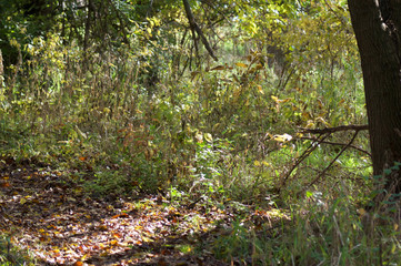 Leaves Trees Autumn Screams