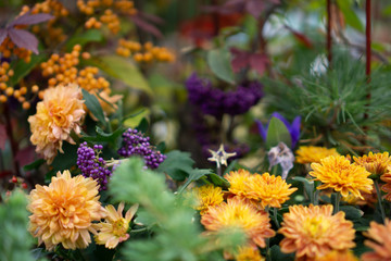 The beauty of colorful flowers in nature