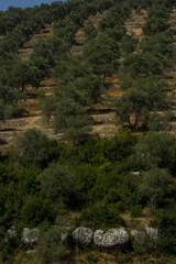 Fototapeta na wymiar Beautiful olive trees and fields, mountaints in the area of Safita, Tartous, Syria.