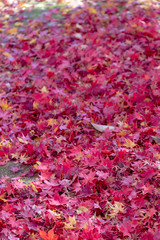 嵐山　(紅葉　11月　秋)
