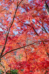 嵐山　(紅葉　11月　秋)