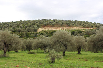 Beautiful olive trees and fields, mountaints in the area of Safita, Tartous, Syria.